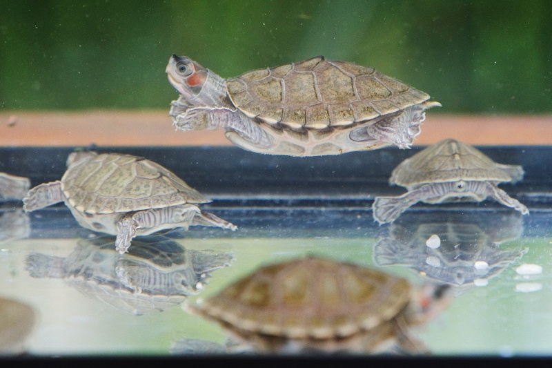 Želva Smithova, foto (c) Tomáš Adamec, Zoo Praha